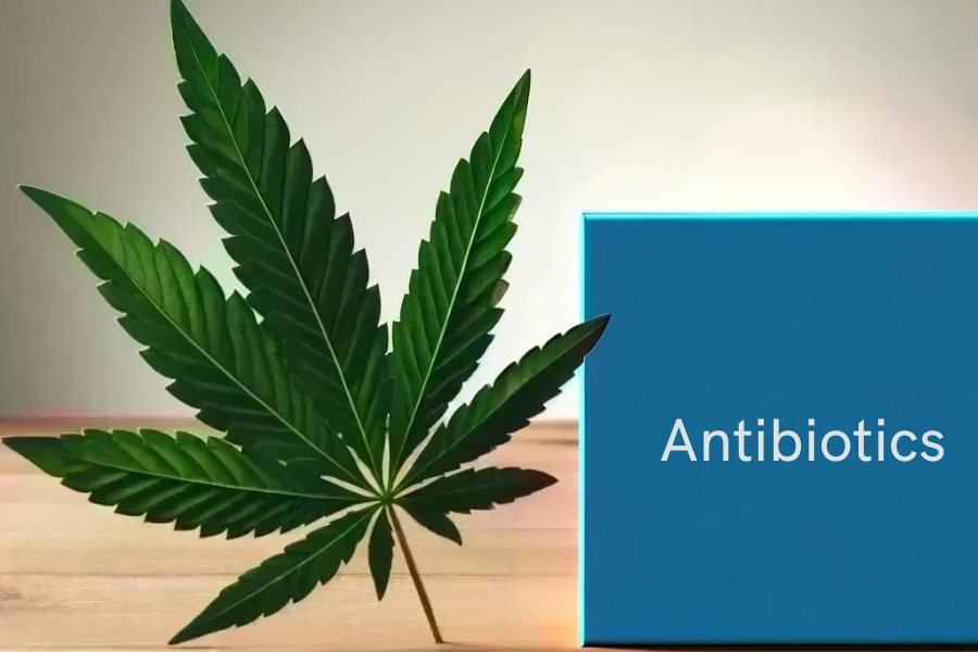 Cannabis et antibiotiques (par exemple amoxicilline, ciprofloxacine, azithromycine)