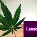 an image showing the interaction between cannabis and lansoprazole